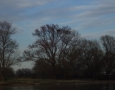 Seeadler
